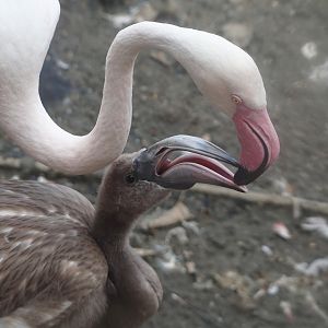 Greater flamingo (Phoenicopterus roseus) feeding chick, 2024-08-21