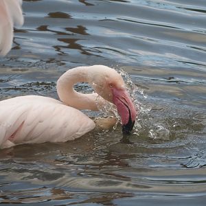 Bathing Greater flamingo (Phoenicopterus roseus), 2024-08-21