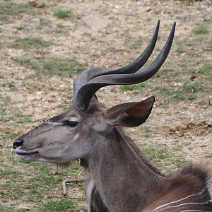 Greater kudu (Tragelaphus strepsiceros), 2024-08-21