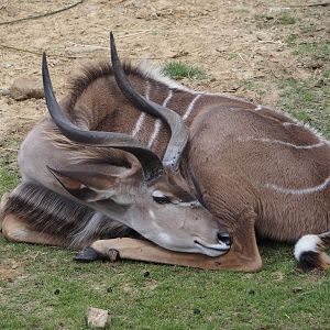 Greater kudu (Tragelaphus strepsiceros), 2024-08-21