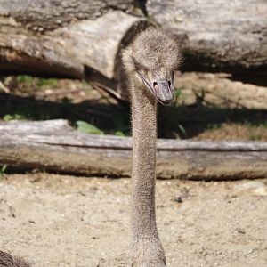 South African ostrich (Struthio camelus australis), 2024-08-21
