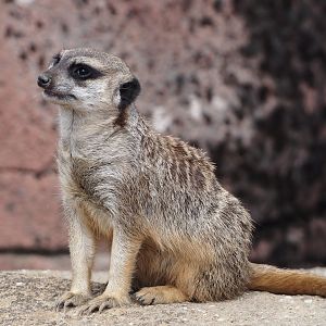 Meerkat (Suricata suricatta), 2024-08-21