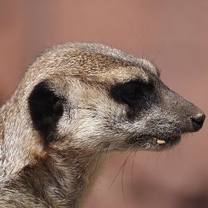 Meerkat (Suricata suricatta), 2024-08-21