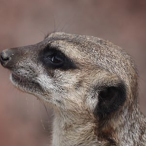 Meerkat (Suricata suricatta), 2024-08-21