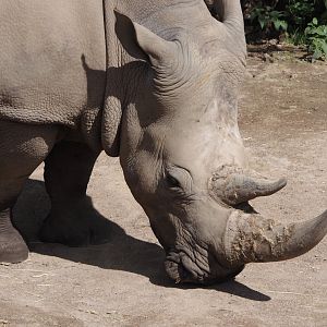 Southern white rhinoceros (Ceratotherium simum simum), 2024-08-21