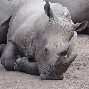 Southern white rhinoceros (Ceratotherium simum simum), 2024-08-21