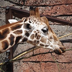 Rothschild's giraffe (Giraffa camelopardalis rothschildi), 2024-08-21