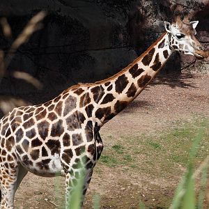 Rothschild's giraffe (Giraffa camelopardalis rothschildi), 2024-08-21