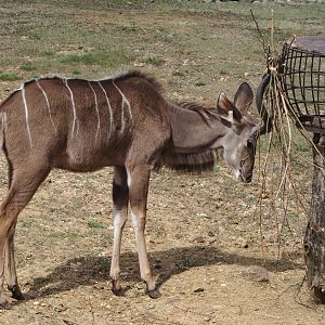 Greater kudu (Tragelaphus strepsiceros), 2024-08-21