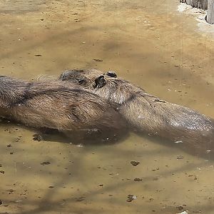 Capybara-Tanganyika Wildlife Park