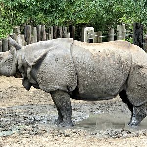 Greater One-Horned Rhinoceros-Tanganyika Wildlife Park