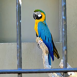 Blue And Yellow Macaw-Tanganyika Wildlife Park