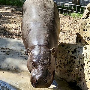 Pygmy Hippopotamus-Tanganyika Wildlife Park
