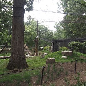 New Oriental white stork aviary, 2025-07-12