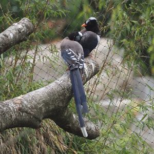 Red-billed blue magpies (Urocissa erythroryncha), 2025-07-12