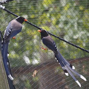 Red-billed blue magpies (Urocissa erythroryncha), 2025-07-12