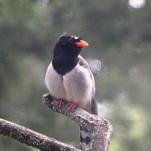 Red-billed blue magpie (Urocissa erythroryncha), 2025-07-12