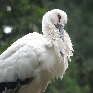 Oriental white stork (Ciconia boyciana), 2025-07-12