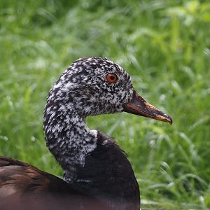 Asian white-winged wood duck (Asarcornis scutulata), 2025-07-12