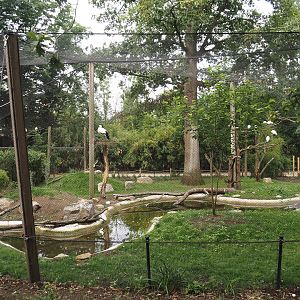 New Oriental white stork aviary, 2025-07-12