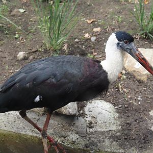 Asian woolly-necked stork (Ciconia episcopus episcopus), 2025-07-12