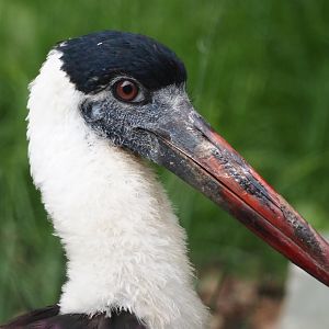 Asian woolly-necked stork (Ciconia episcopus episcopus), 2025-07-12