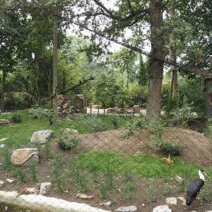 New Asian woolly-necked stork aviary, 2025-07-12