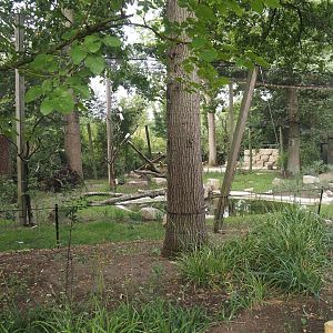 New Asian woolly-necked stork aviary, 2025-07-12