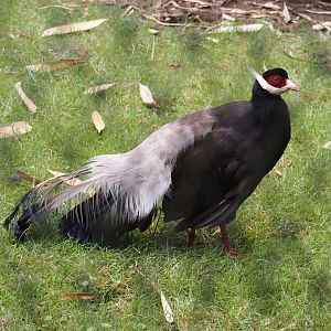 Brown eared pheasant (Crossoptilon mantchuricum), 2025-07-12