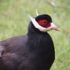 Brown eared pheasant (Crossoptilon mantchuricum), 2025-07-12