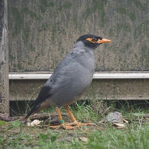 Bank myna (Acridotheres ginginianus), 2025-07-12