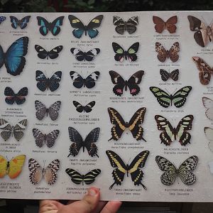 New search card for butterflies in the Orangutan greenhouse, 2025-07-12