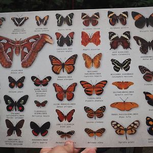 New search card for butterflies in the Orangutan greenhouse, 2025-07-12