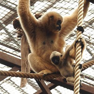 Northern white-cheeked gibbons (Nomascus leucogenys) Paquita and Aiki, 2025-07-12