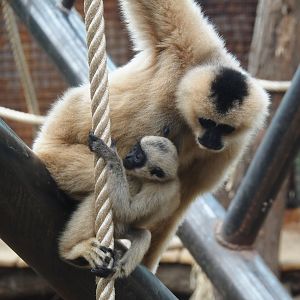 Northern white-cheeked gibbons (Nomascus leucogenys) Paquita and Aiki, 2025-07-12
