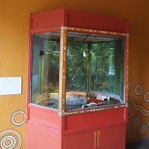 Refurbished terrarium in the Australian terrarium house, 2025-07-12