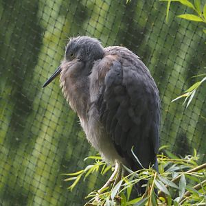 Juvenile White-faced heron (Egretta novaehollandiae), 2025-07-13