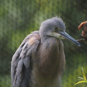 Juvenile White-faced heron (Egretta novaehollandiae), 2025-07-13