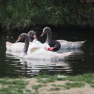 Black-necked swans (Cygnus melanocoryphus), 2025-07-13