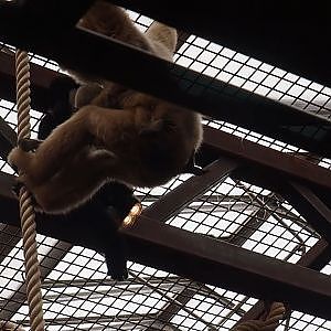 Clip of Northern white-cheeked gibbon (Nomascus leucogenys) pair singing, 2025-07-12