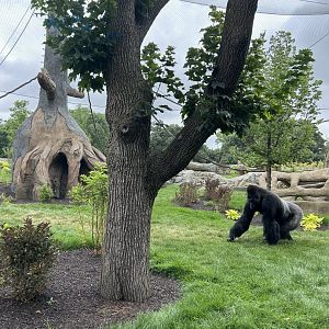 Tropical Forests- Gorilla