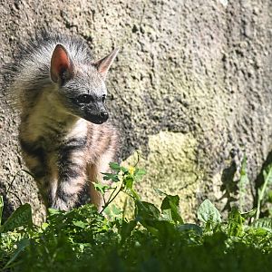 Southern aardwolf