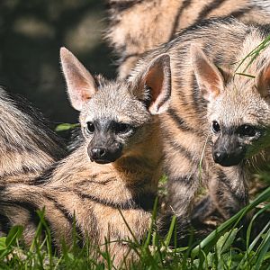 Southern aardwolves