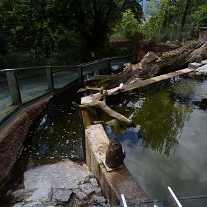 Eurasian beaver, merganser and fish enclosure 9.7.25
