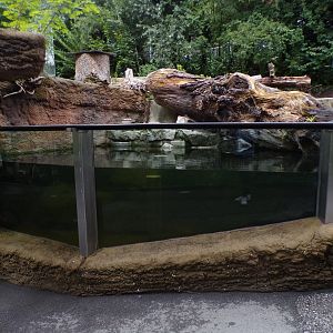 Eurasian beaver, goosander and fish pool underwater viewing area 9.7.25