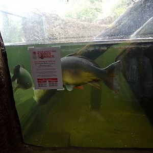 Common carp 9.7.25