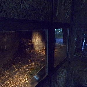 Eurasian beaver indoor den 9.7.25