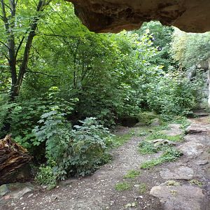 European brown bear enclosure 9.7.25