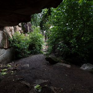 European brown bear enclosure 9.7.25