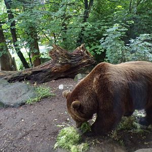 European brown bear feeding on cabbage 9.7.25